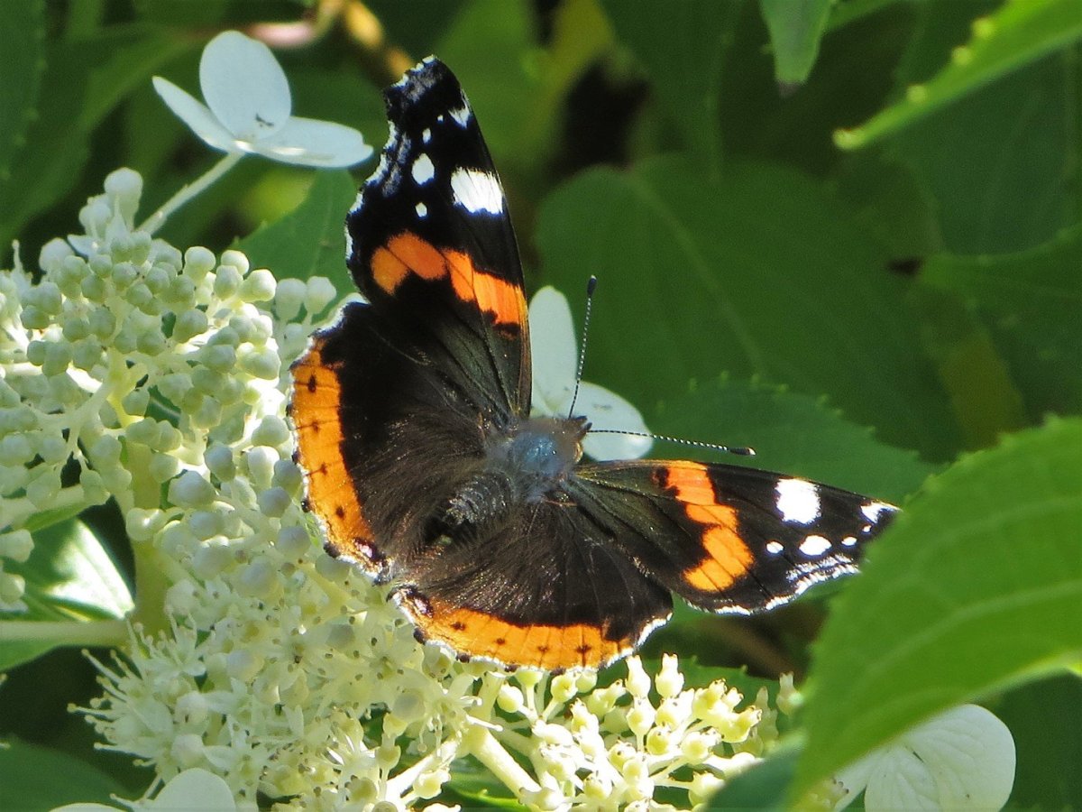 Бабочка Кардинал