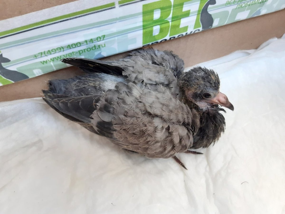 Голубенок 3 недели