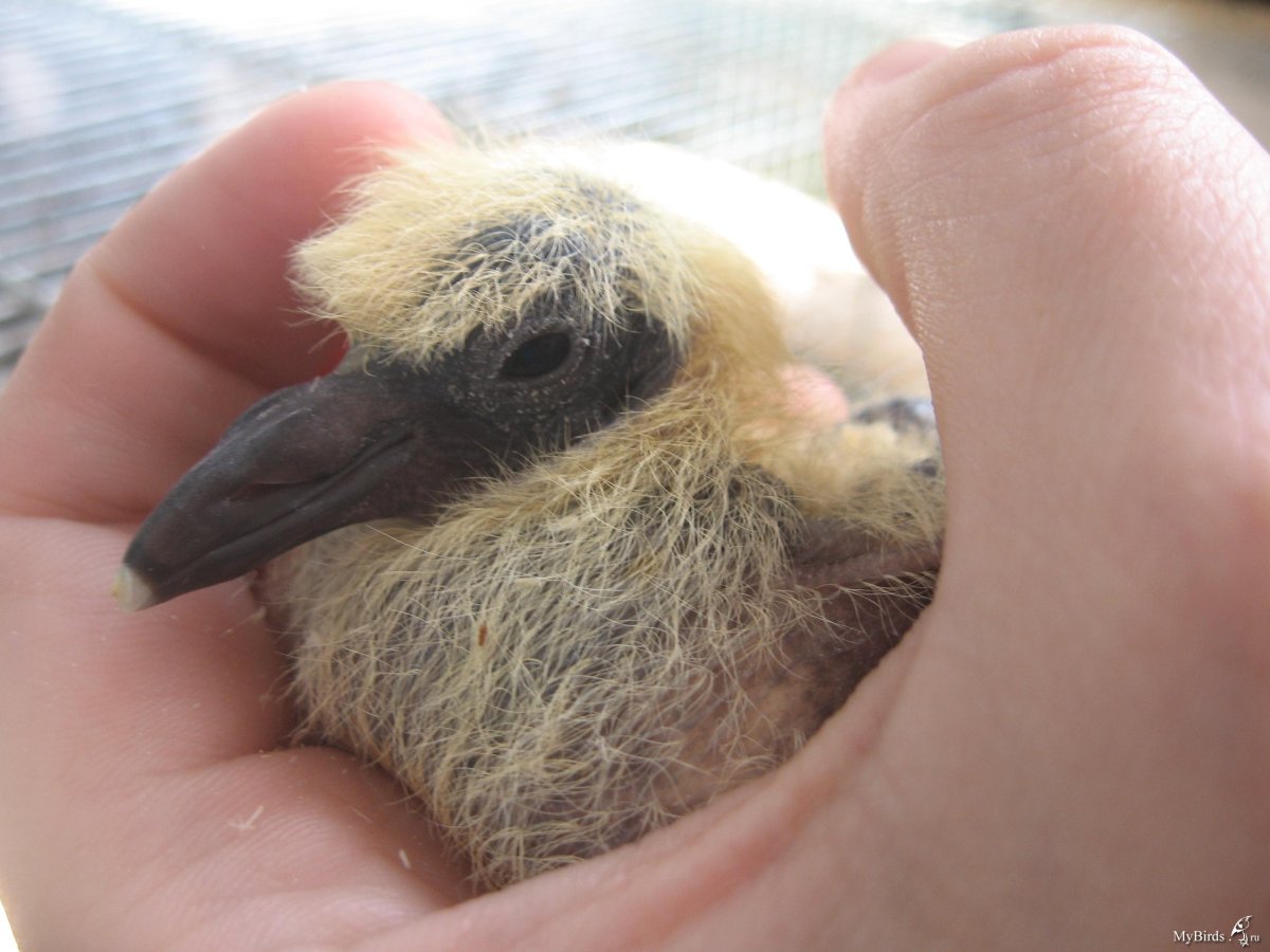 Птенец дрозда вылупившийся