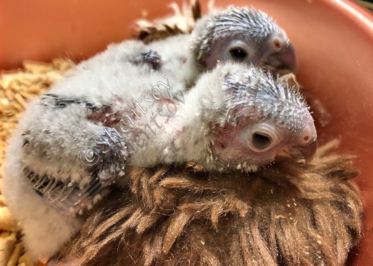 Птенец пирруры