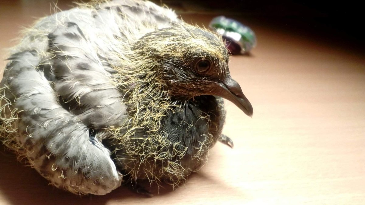 Новорожденный цыпленок