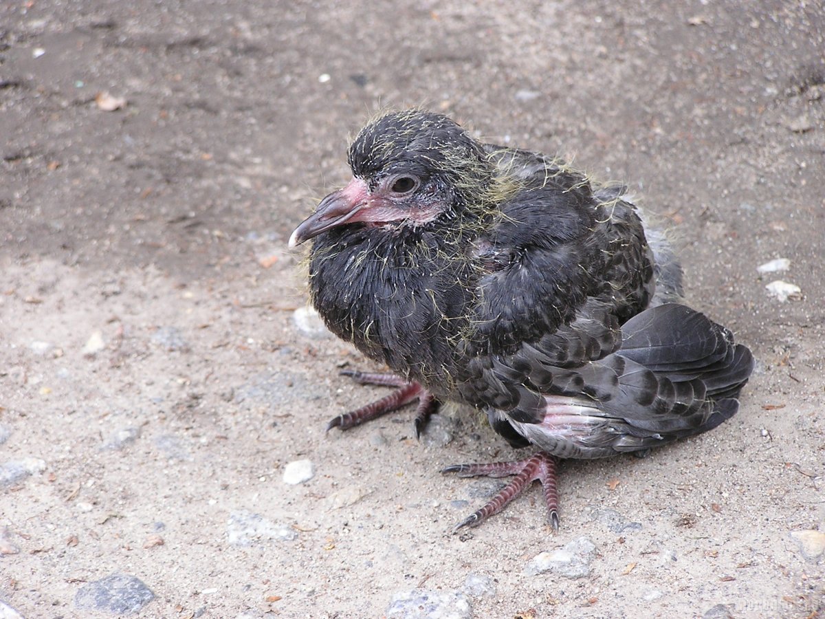 Птенец голубя слеток