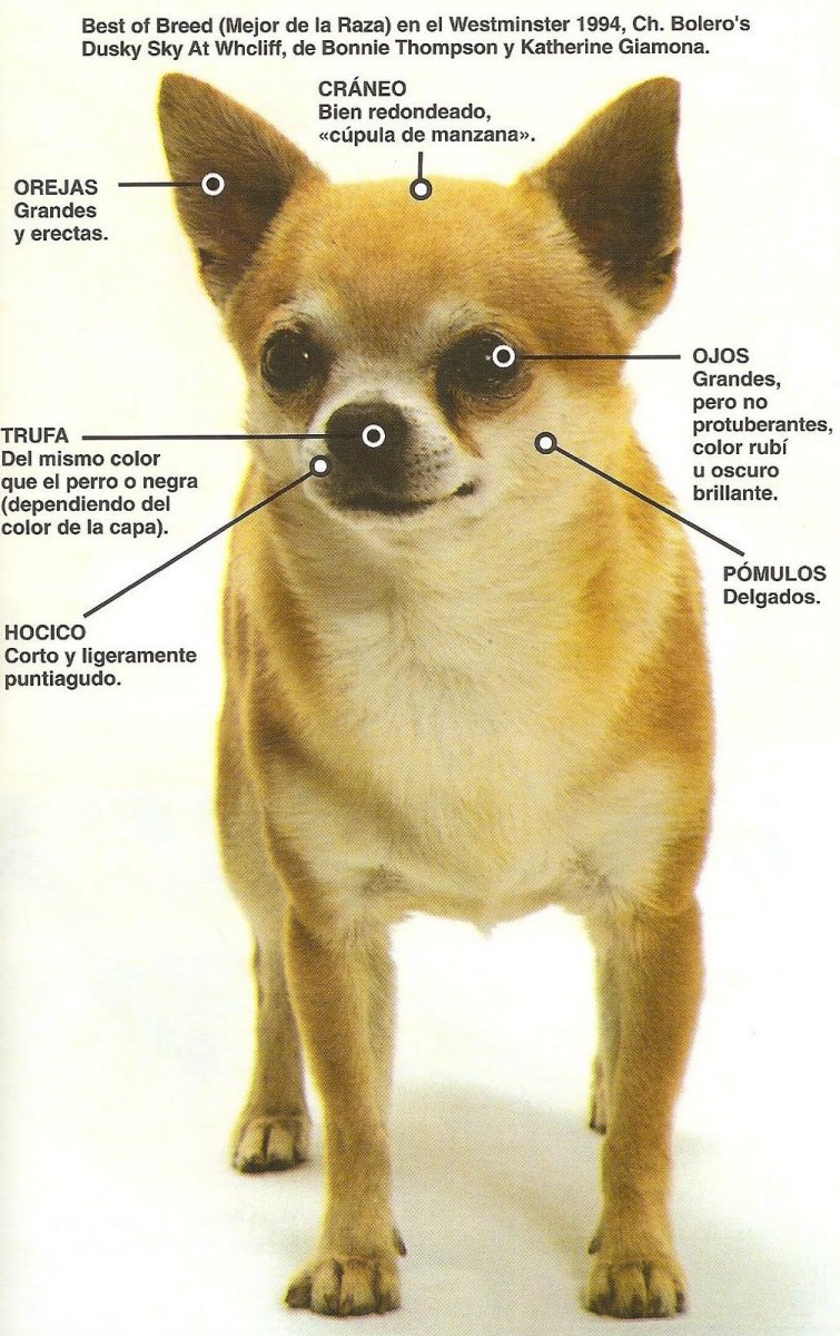 Чихуахуа Олененок