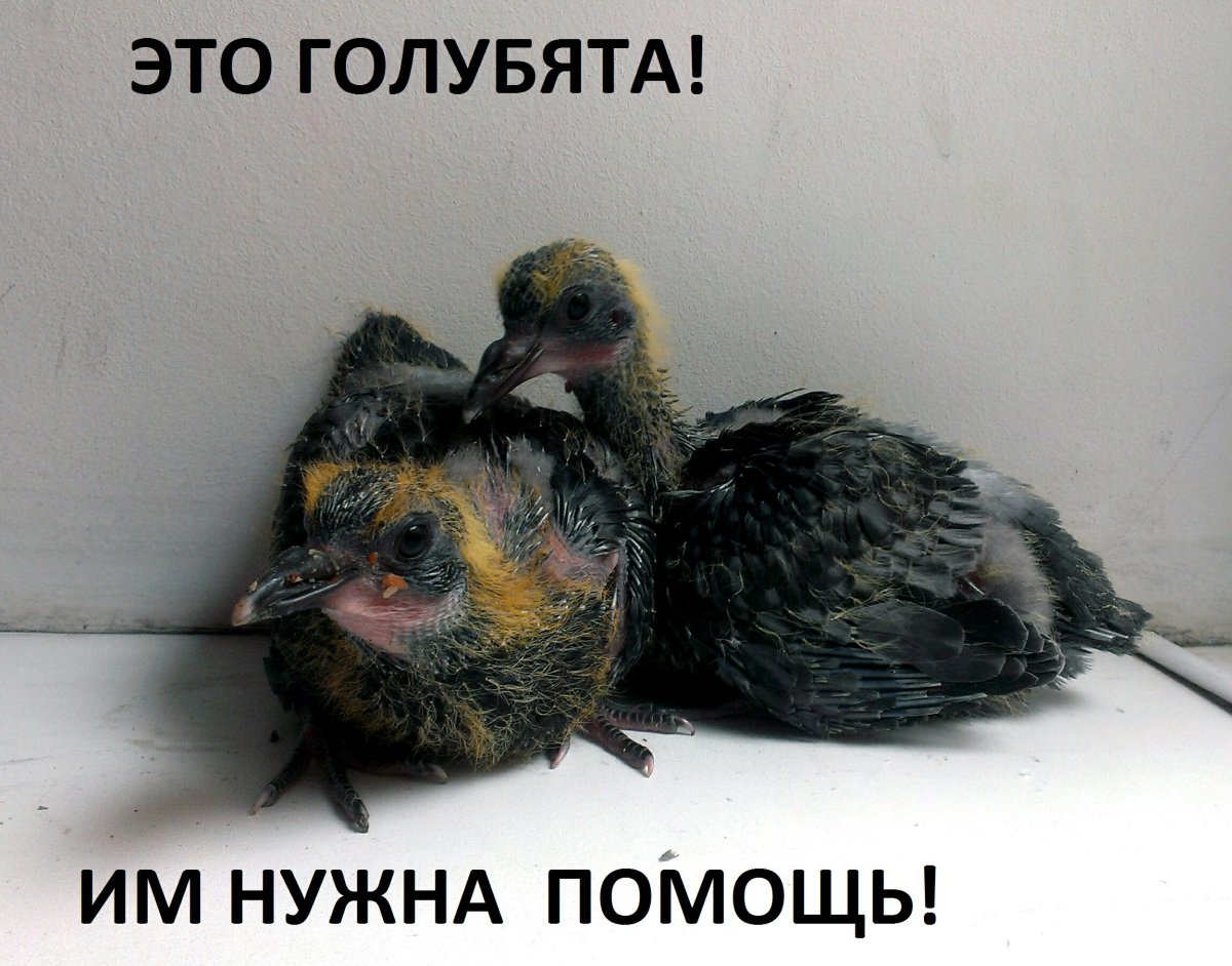 Стих про птенца вылетевшего из гнезда