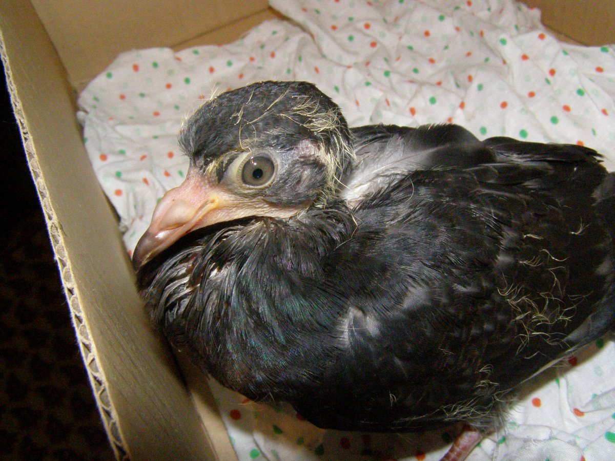 Птенцы домашних голубей