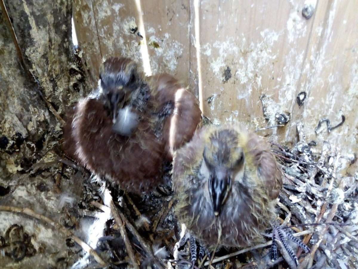 Зимовка голубенка