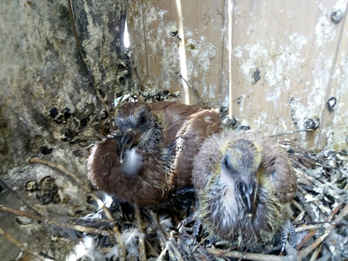 Маленькие голубята для разведения