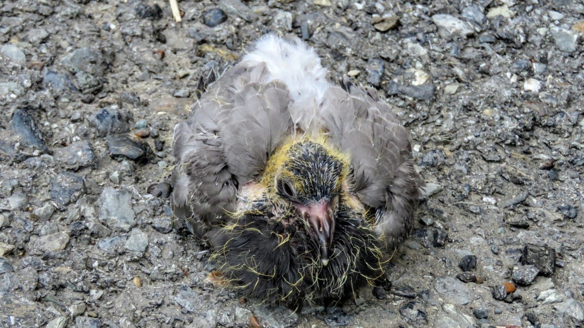 Взрослый птенец голубя