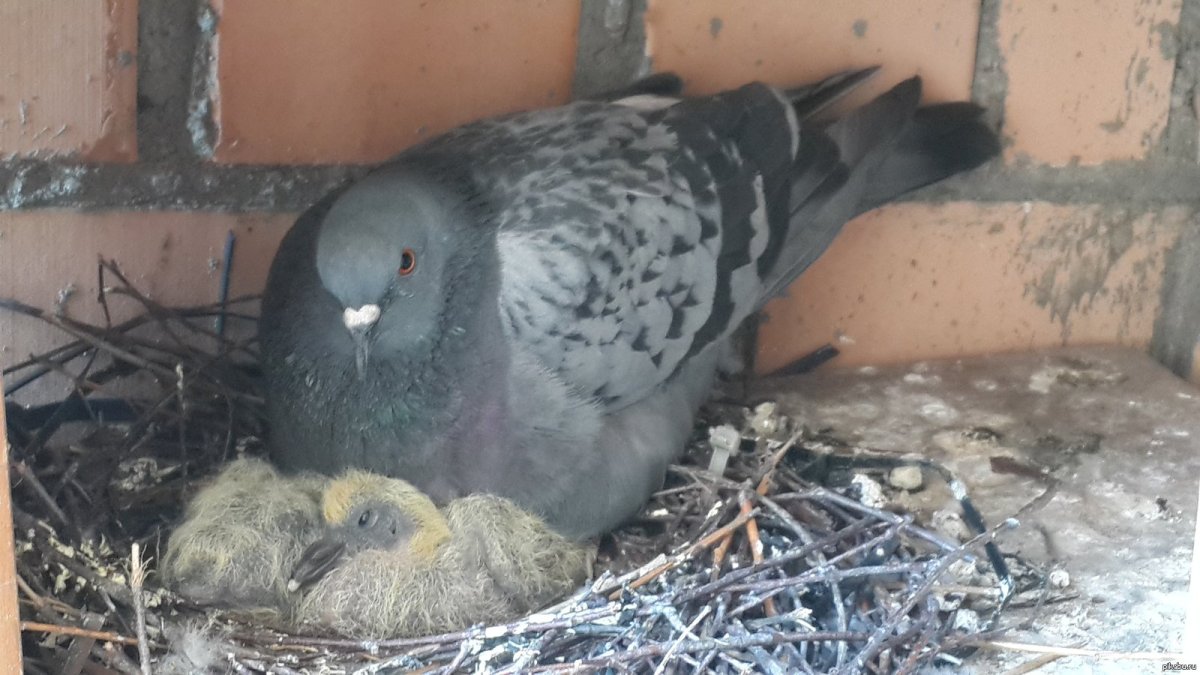Голубка с голубенком
