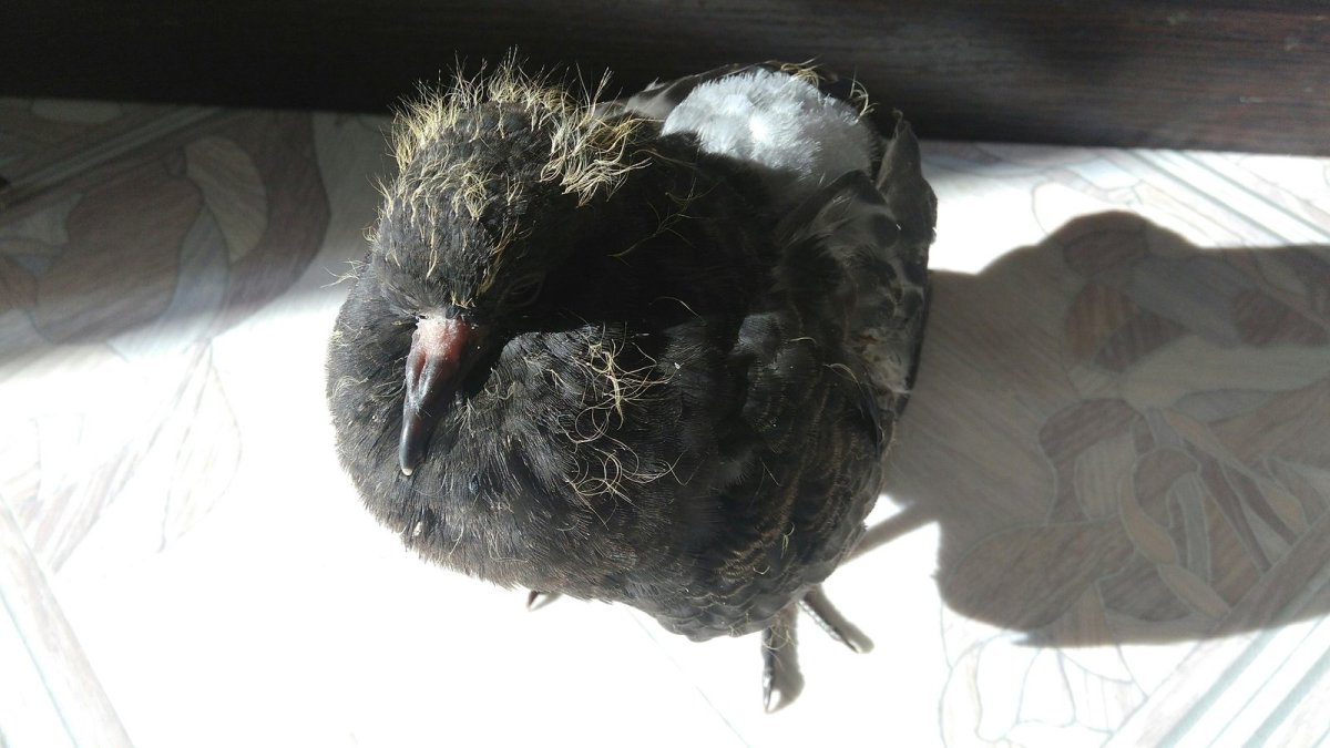 Голубенка ТГПУ