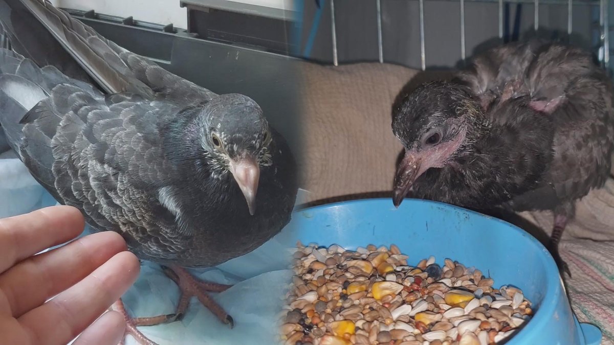 Что едят голуби