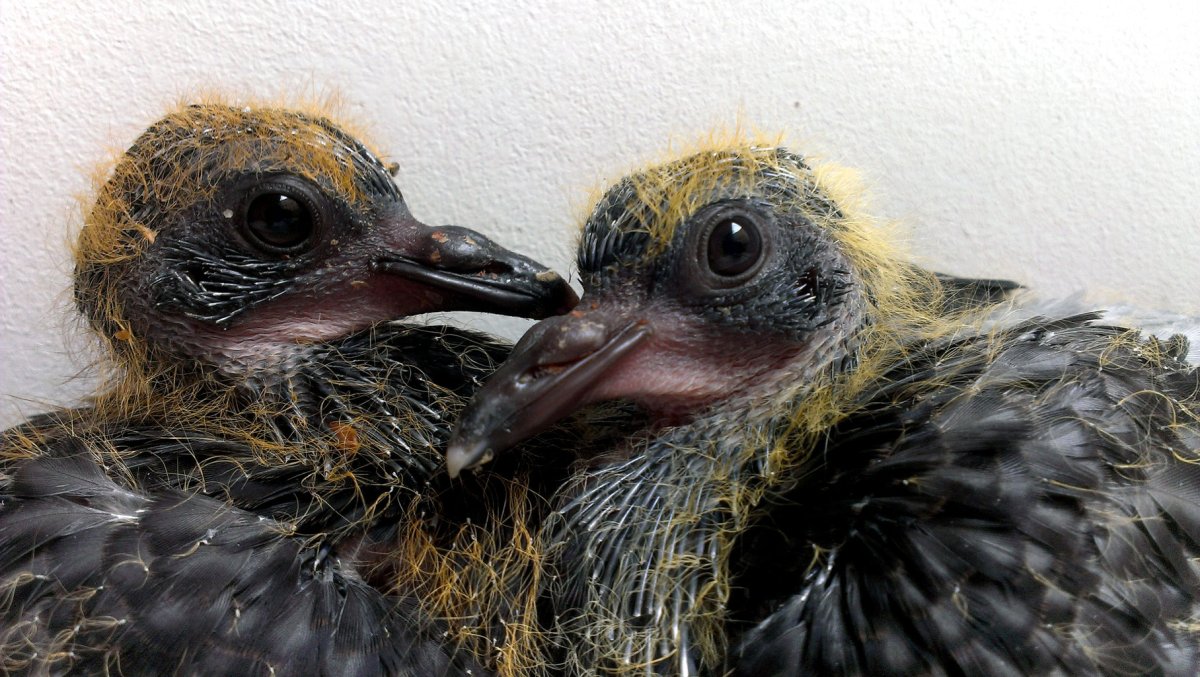 Фото голубят птенцов ярко желтые