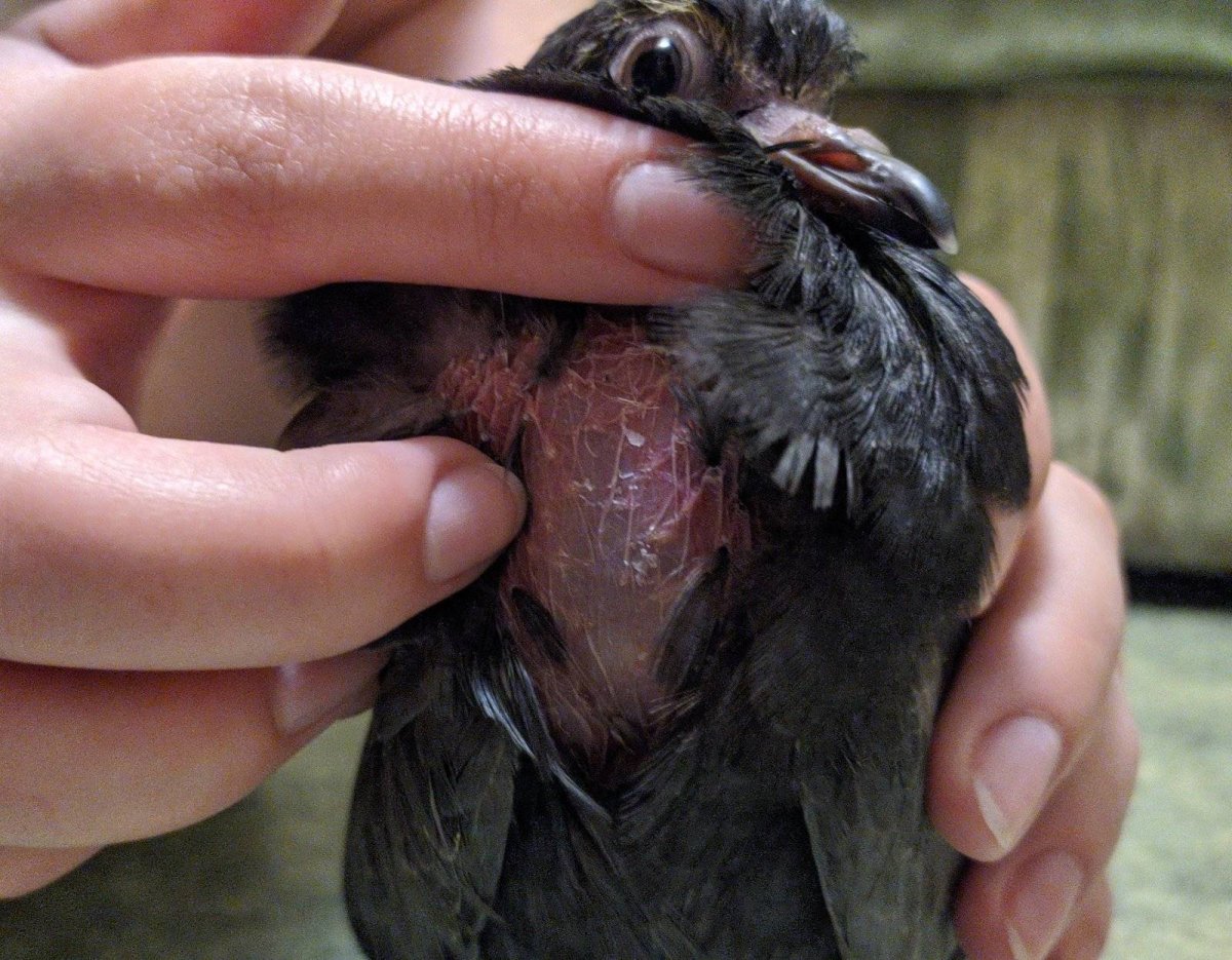 Птенец ястрофеникса