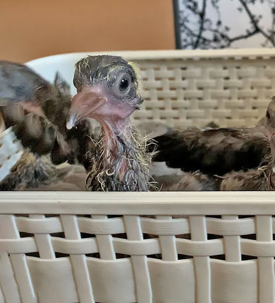 Птенец голубя