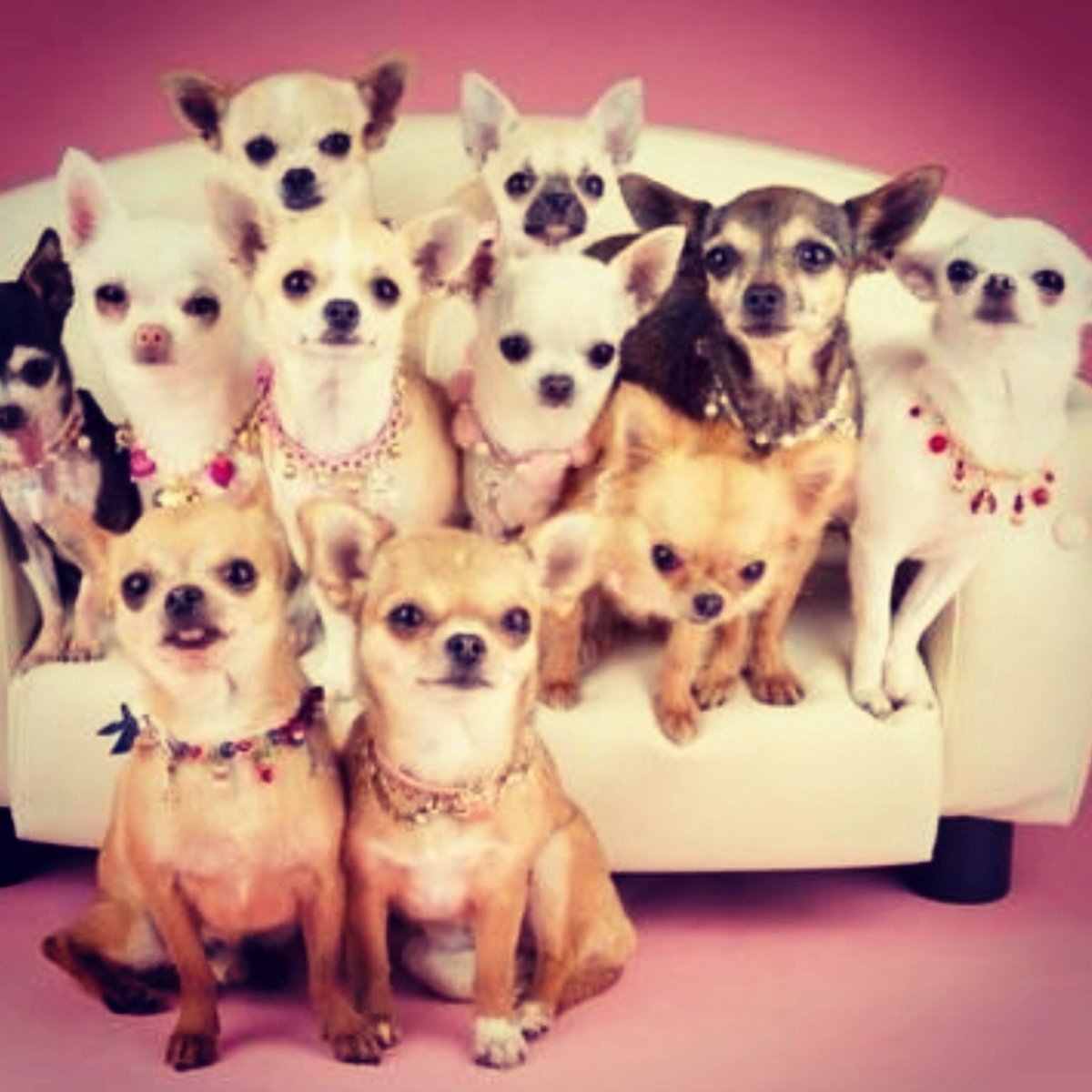 Чихуахуа разновидности