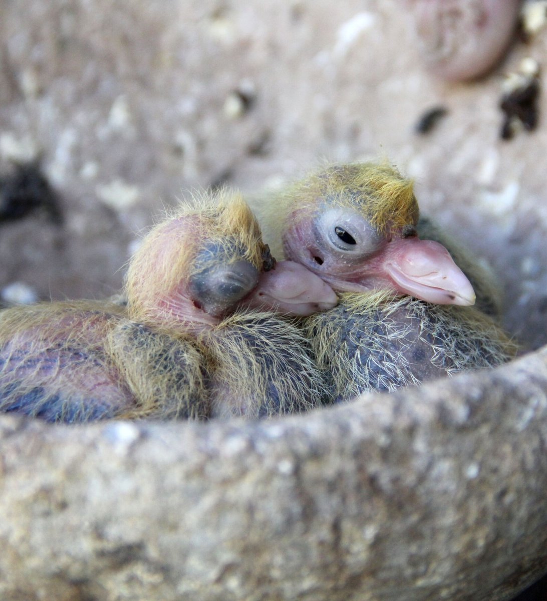 Маленькие голубята