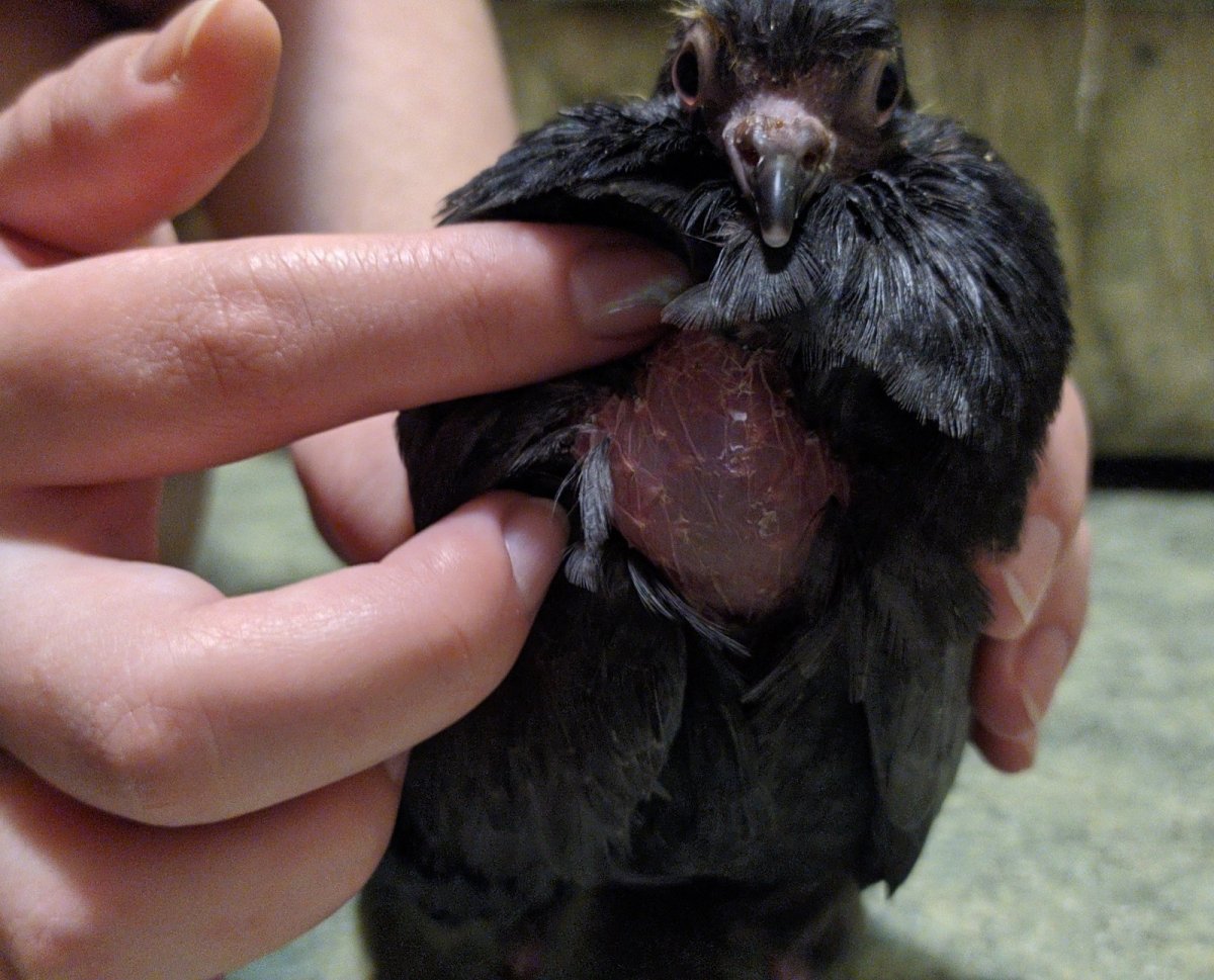 Голубиный слеток