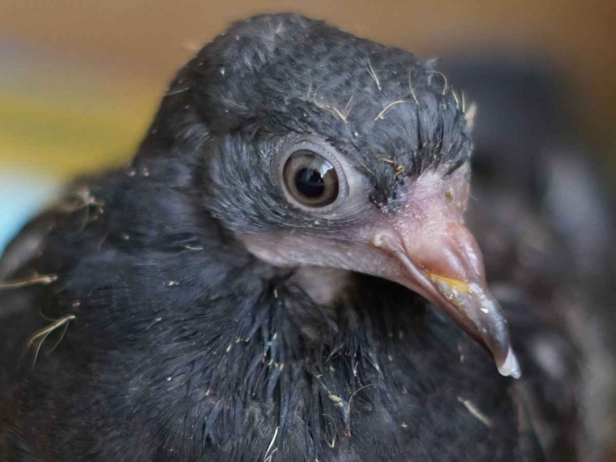 Маленькие голубята птенцы