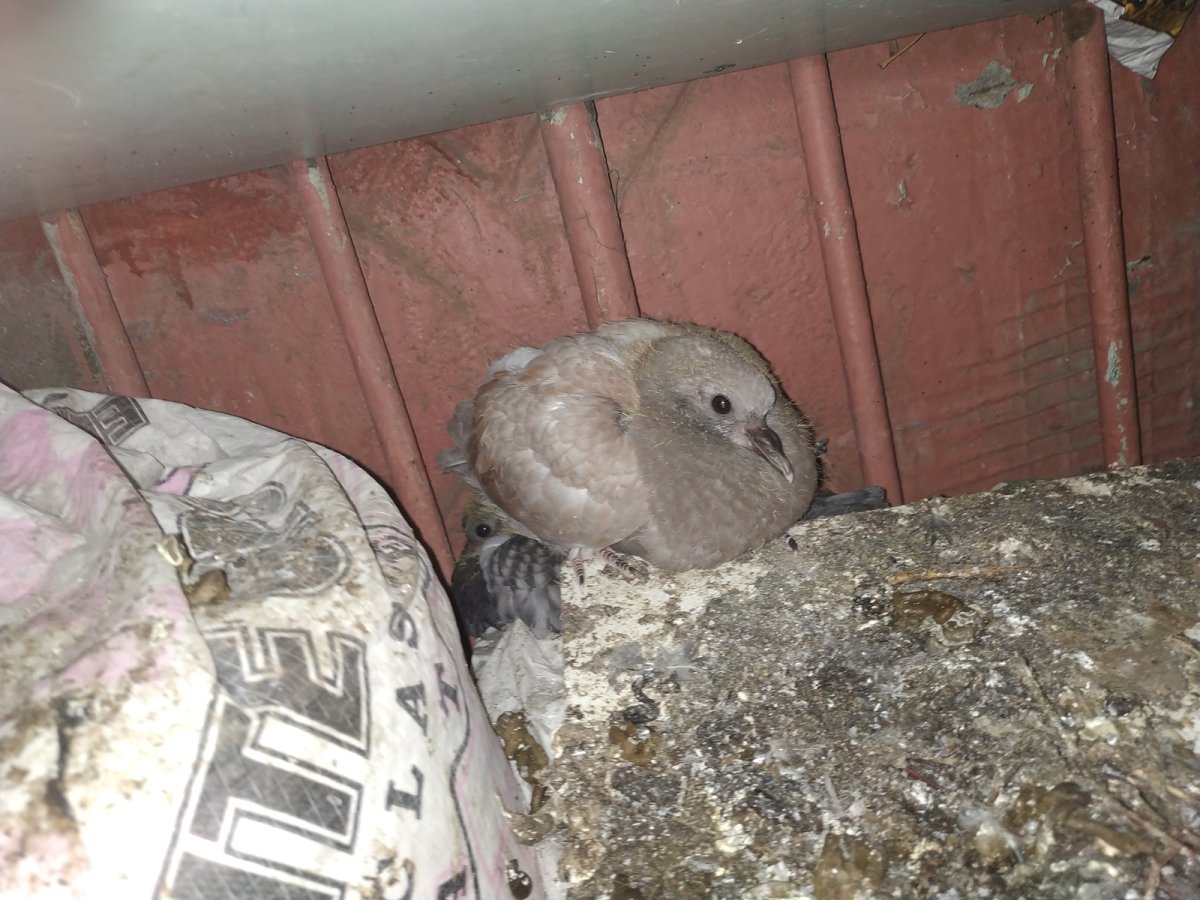 Птенцы голубей на балконе