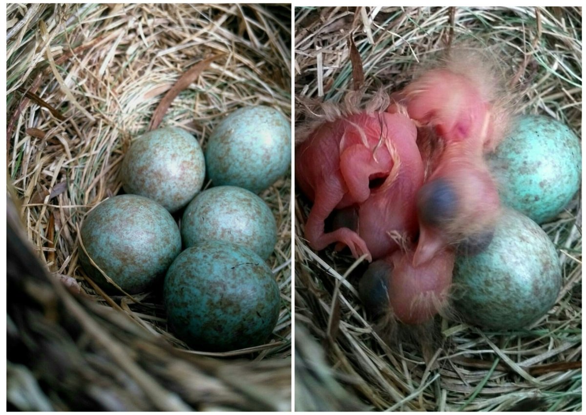 Птенец голубя слеток