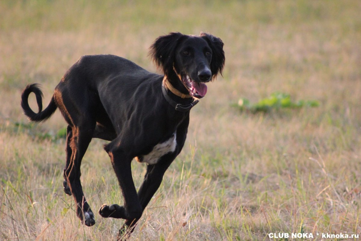 Среднеазиатская борзая Тайган