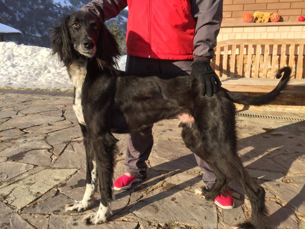 Путеводитель парк Львов Тайган