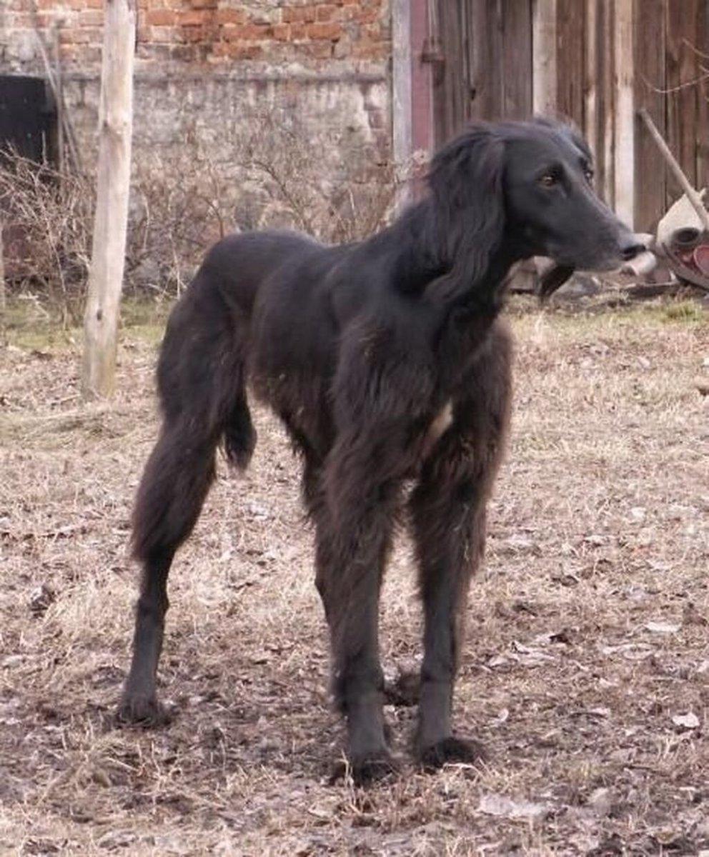 Тайган собака