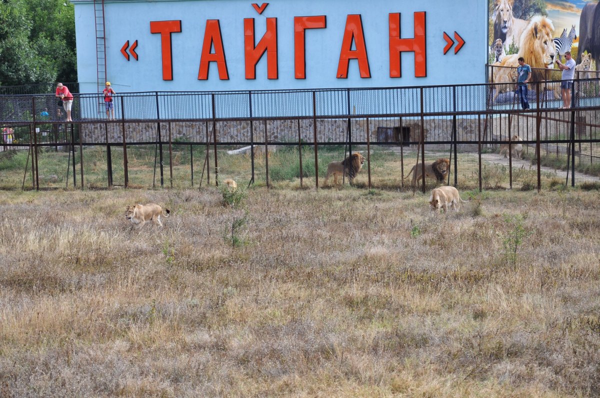 Ольга Соломина покусанная львом в Тайгане