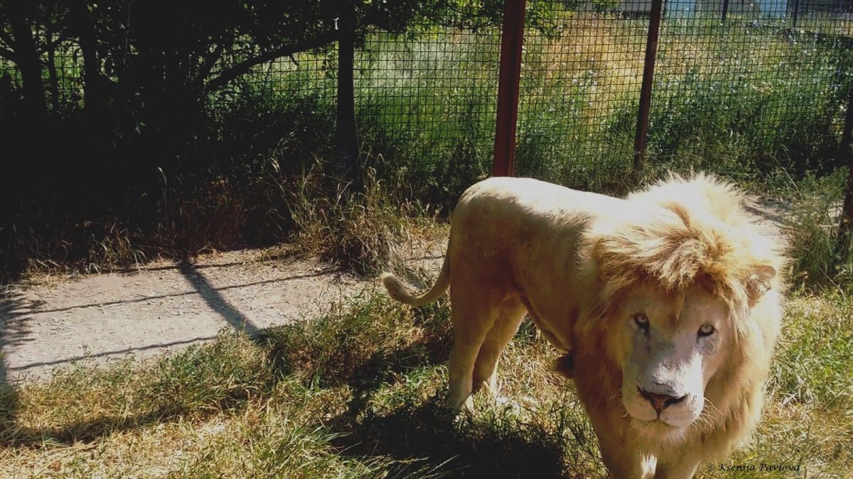 Парк Львов Белогорск парк 2020