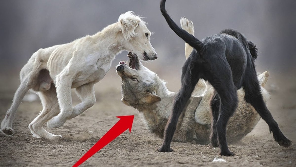 Волкодав собака против волка