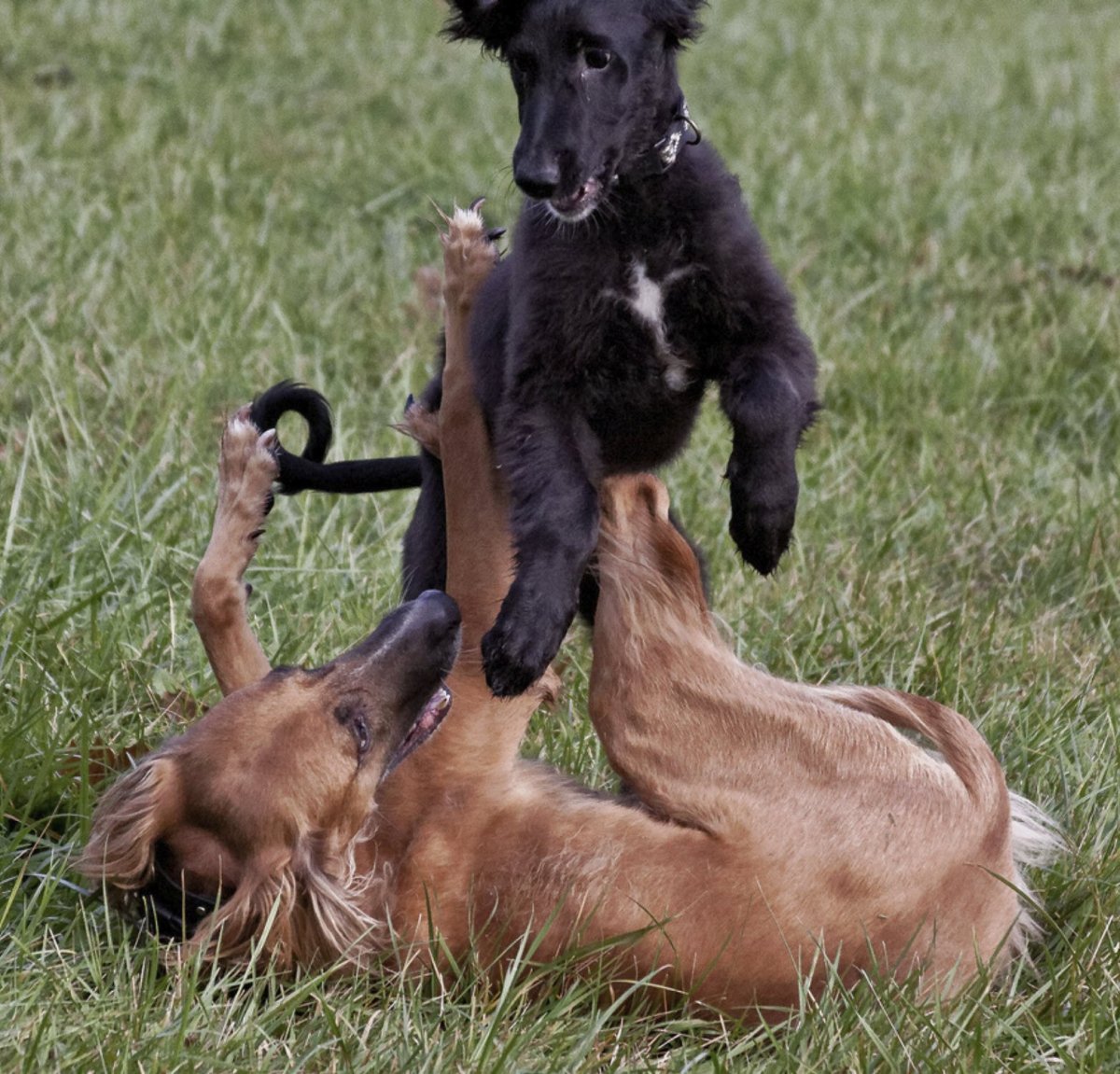 Тайган собака питомник