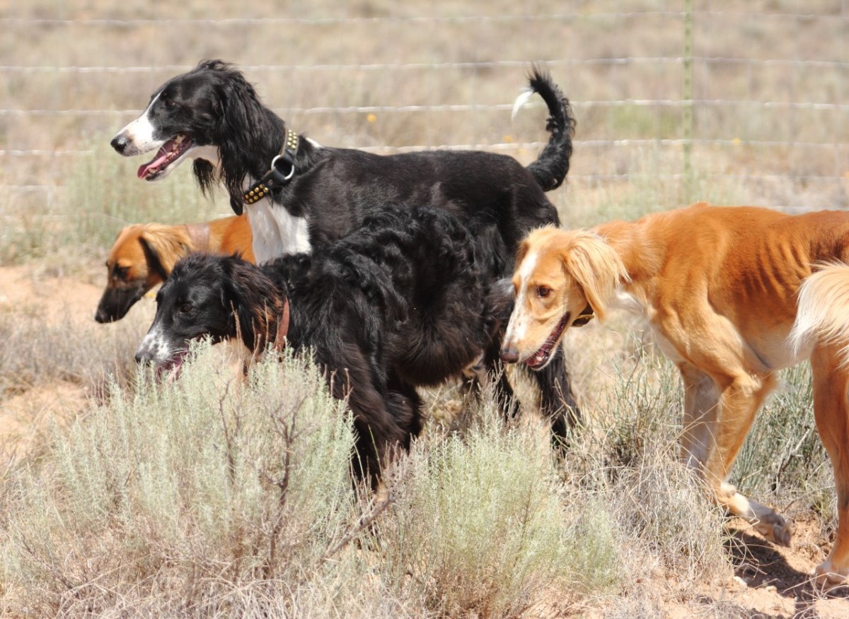 Тайган собака