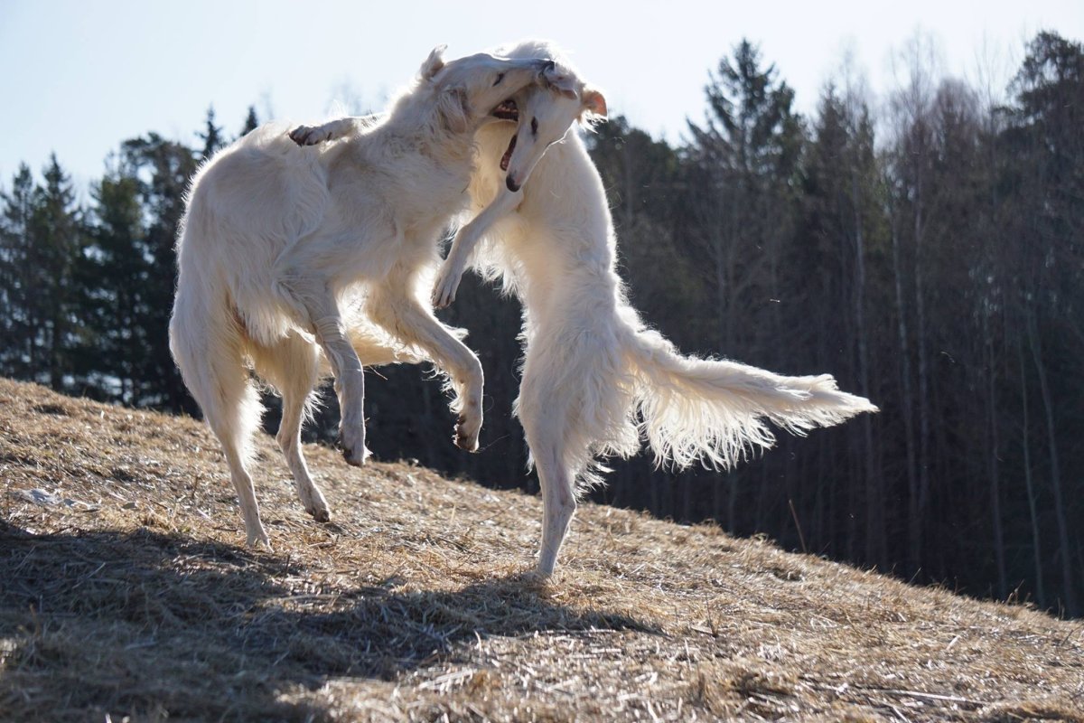 Русская псовая борзая