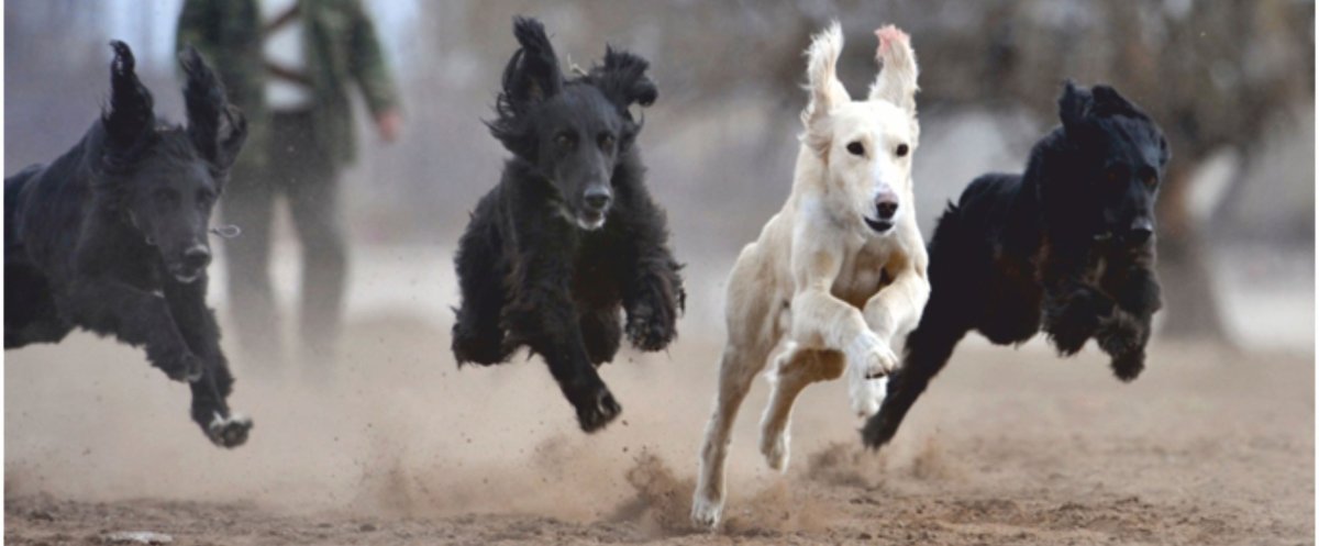 Тайган порода собак в Кыргызстане