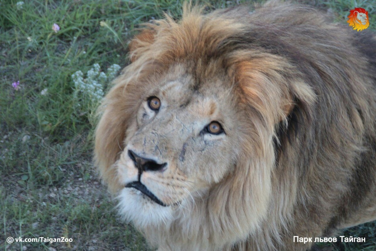 Лев Ричард в Тайгане