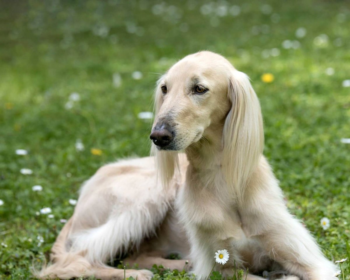 Среднеазиатская борзая Тайган