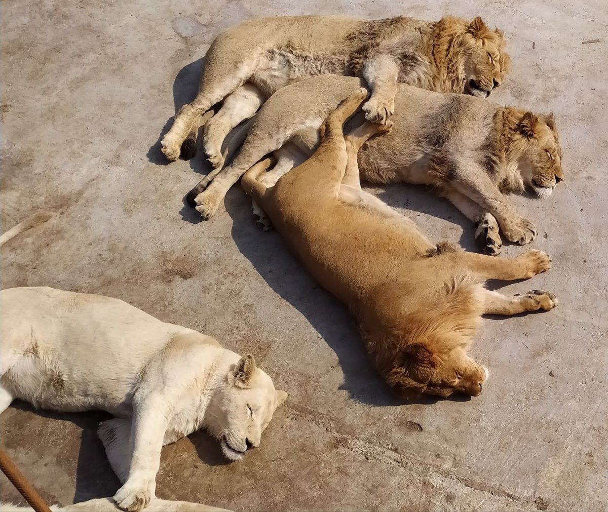 Судак зоопарк Тайган