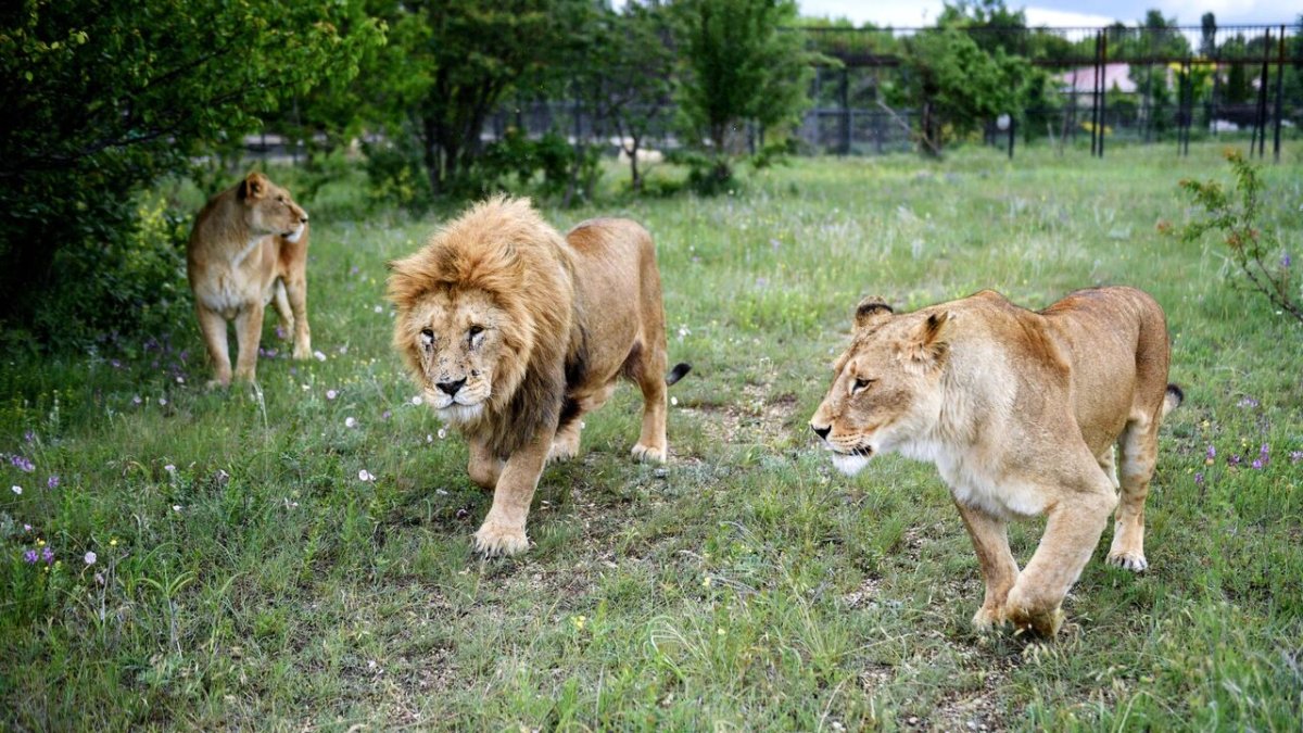 Парк Львов Тайган, Белогорск
