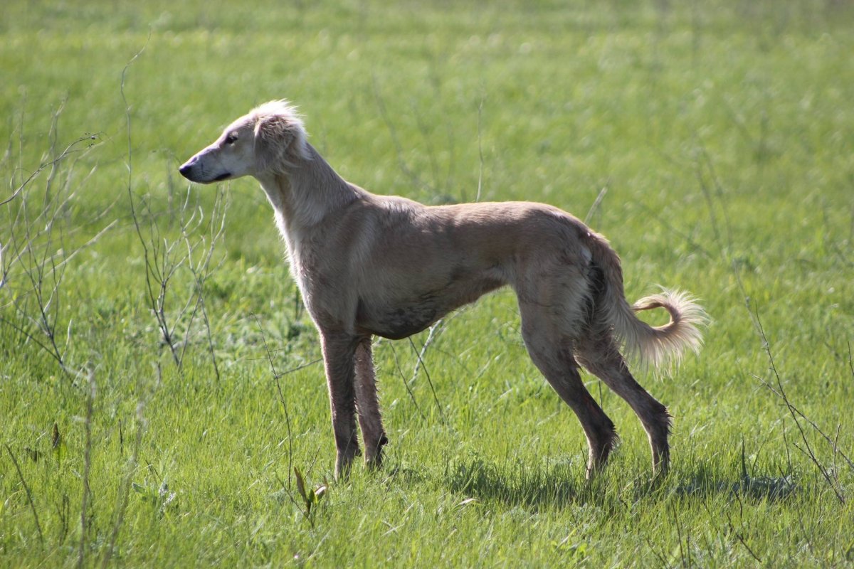 Среднеазиатская борзая тазы