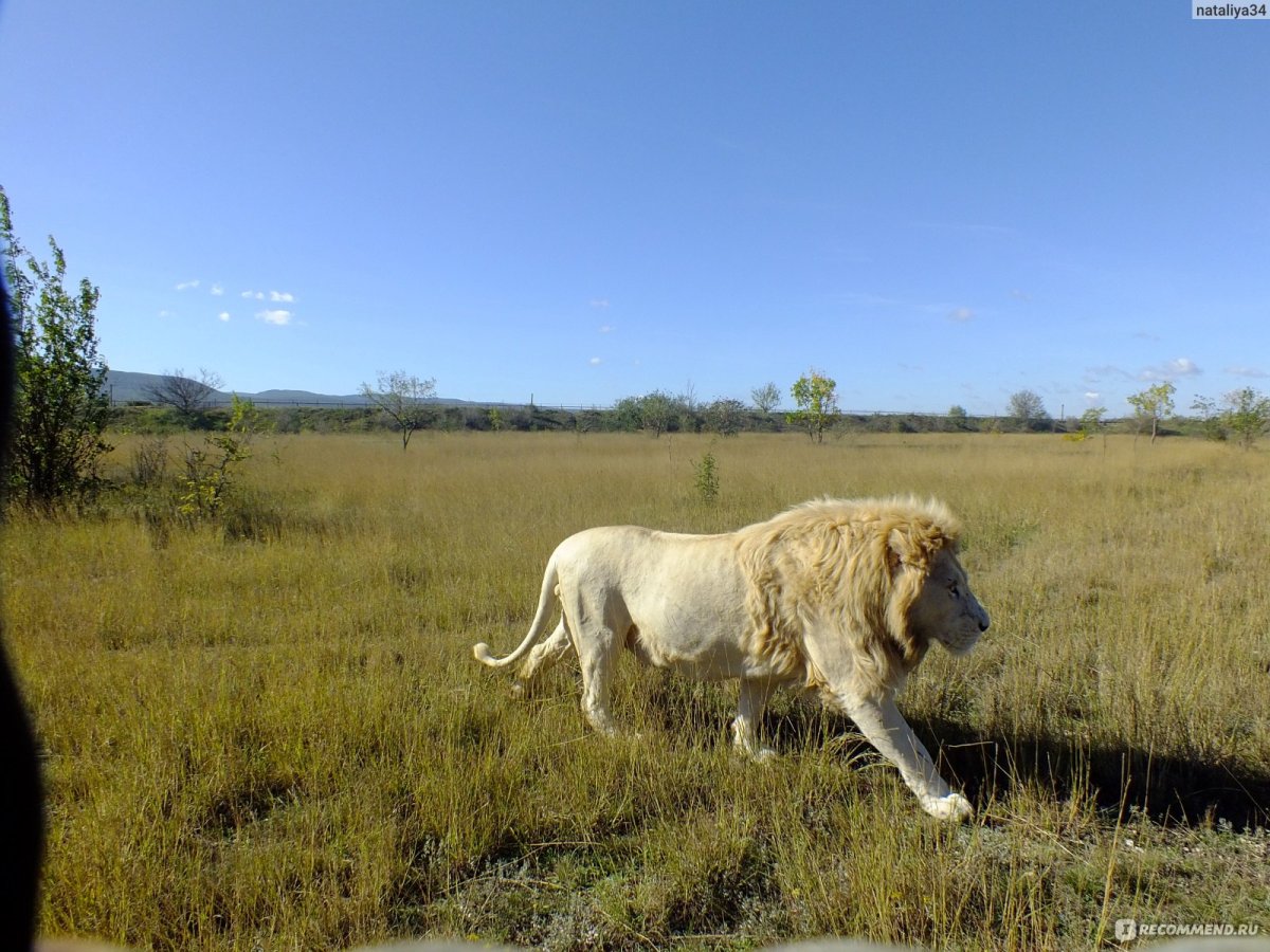 Тайган парк Львов Олег Алексеевич Зубков