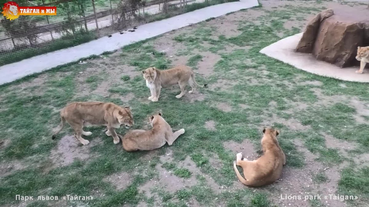 Парк Тайган схема