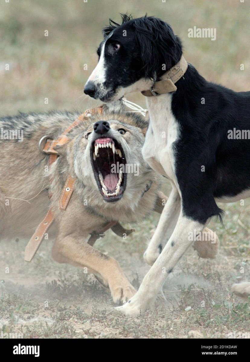 Тайган гончая
