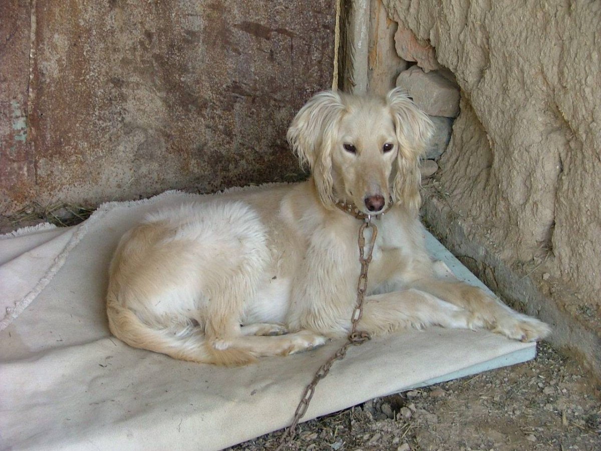 Почтовые марки СССР собаки 1988