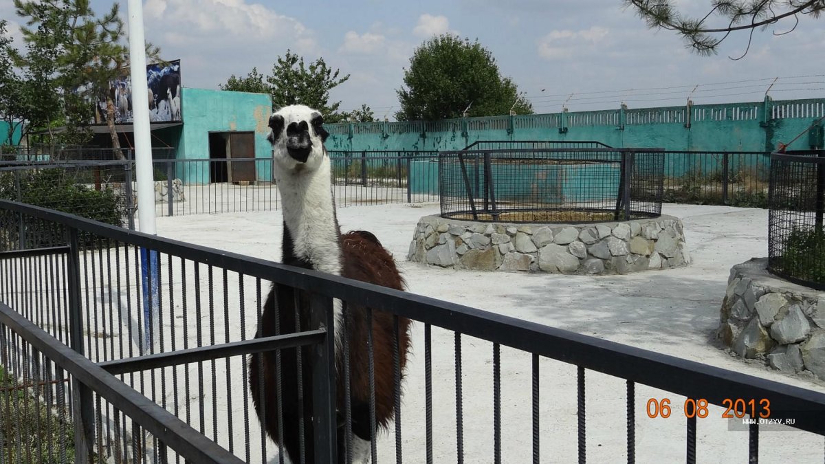 Тайган сафари парк вид сверху