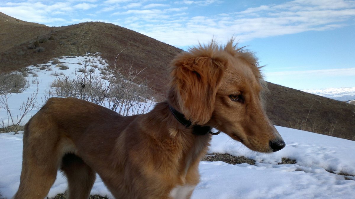 Тайган порода собак