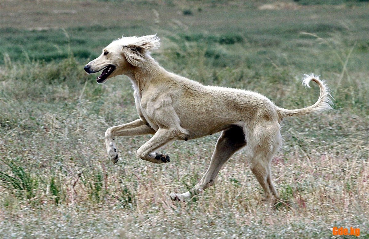 Монгольская борзая Тайган
