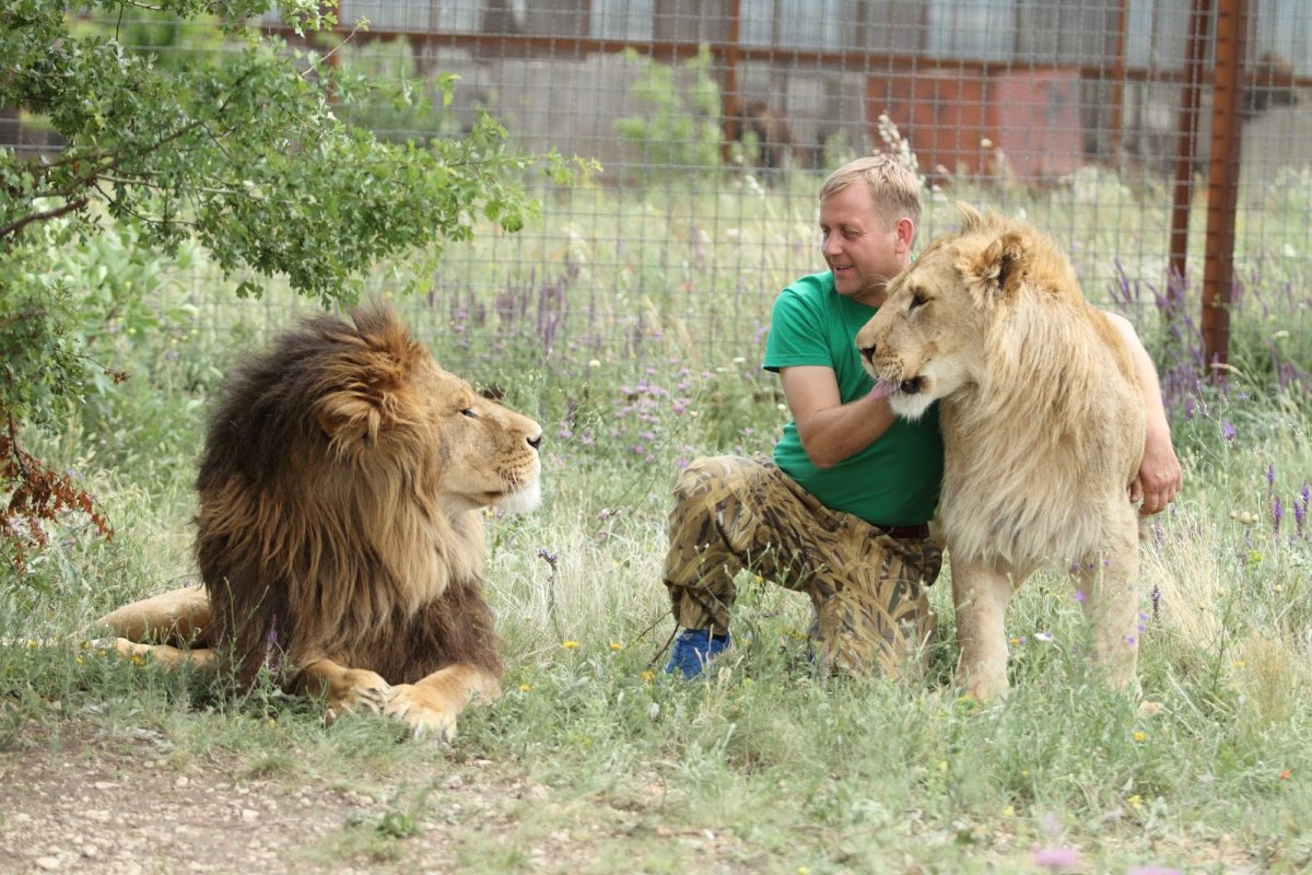 Уиппет курсинг