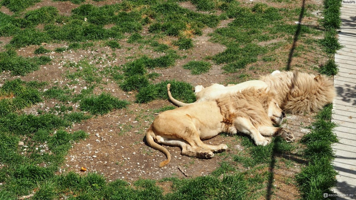 Тайган порода