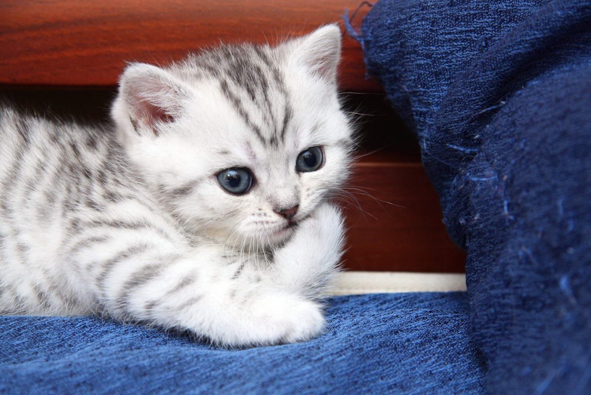 Британца ns23