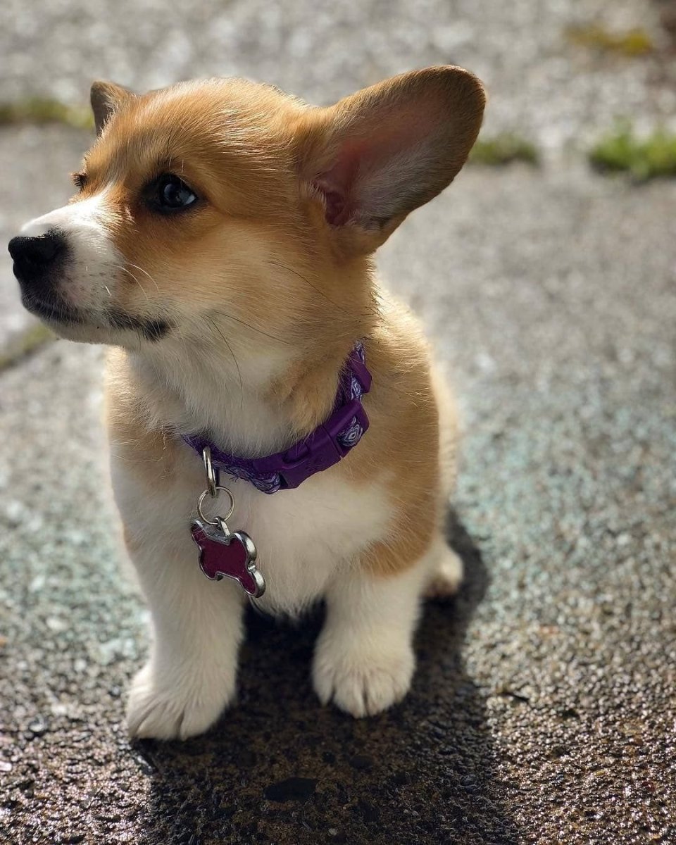 Настоящий милые щенки